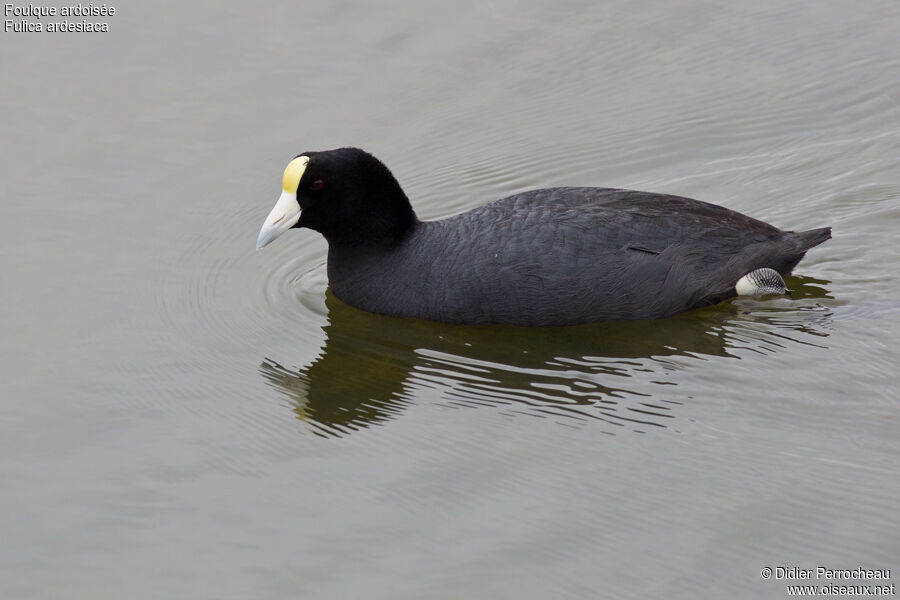 Andean Coot