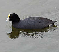 Andean Coot