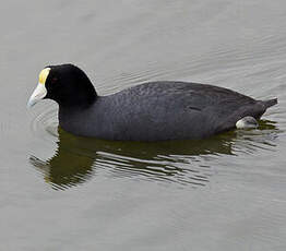 Foulque ardoisée