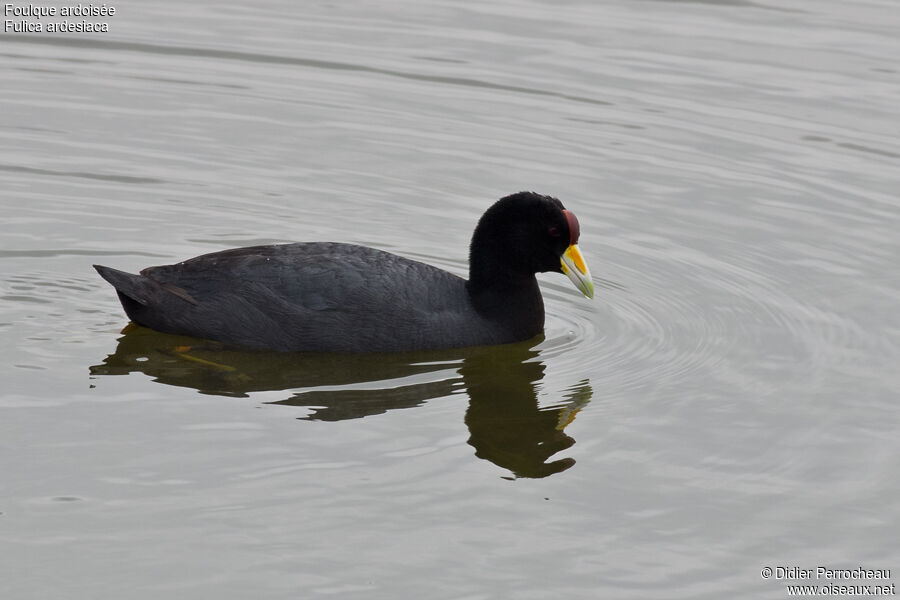 Andean Coot