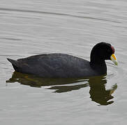 Andean Coot