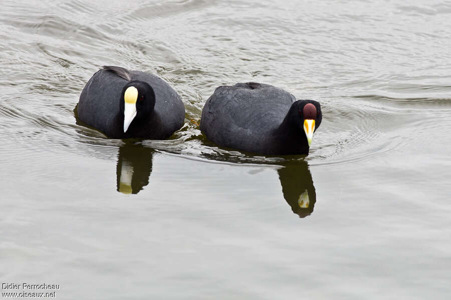 Andean Cootadult, pigmentation