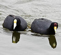 Andean Coot