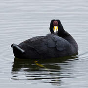 Andean Coot