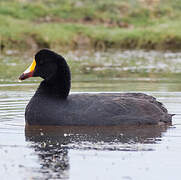 Giant Coot