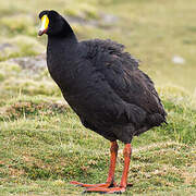 Giant Coot