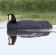 Giant Coot