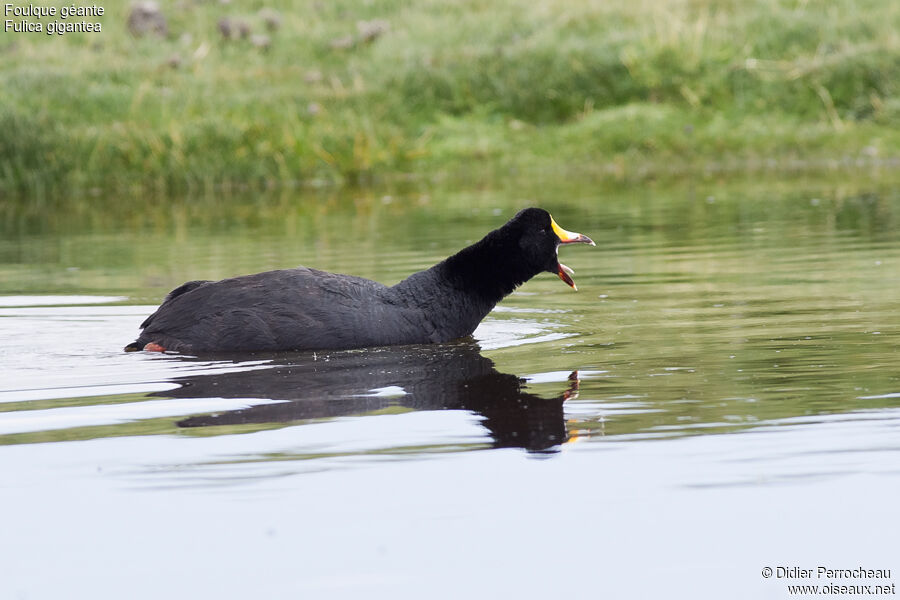 Giant Coot