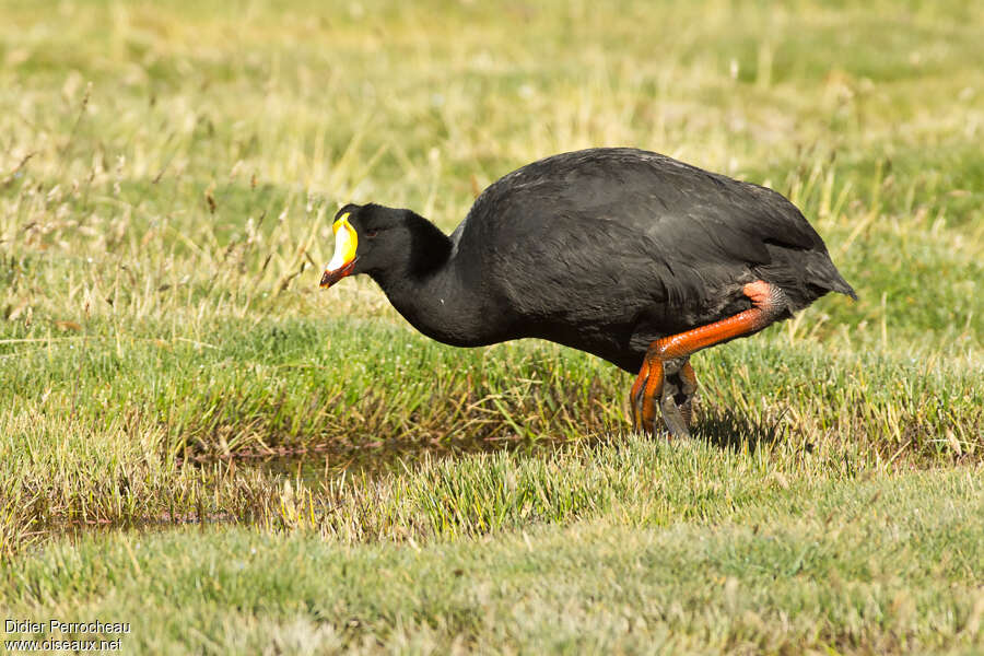 Giant Cootadult, identification