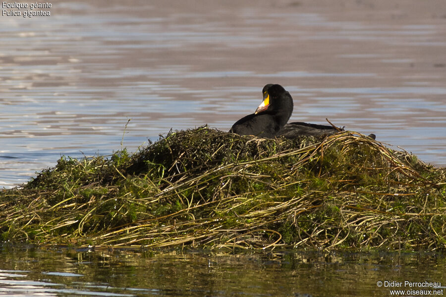 Giant Coot