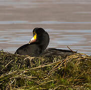 Giant Coot