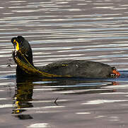 Giant Coot