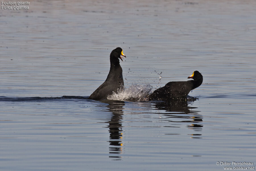 Giant Coot