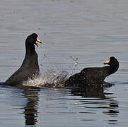 Giant Coot