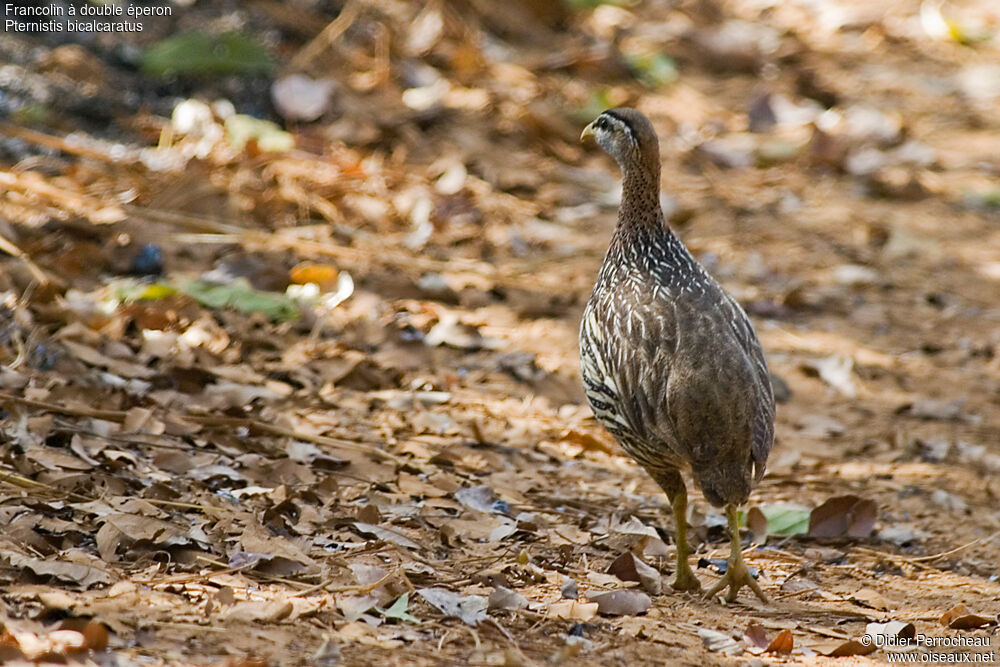 Double-spurred Spurfowl