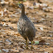 Double-spurred Spurfowl