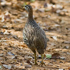 Francolin à double éperon