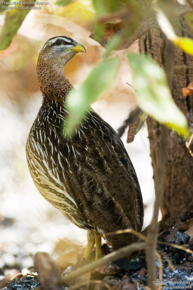 Double-spurred Francolin