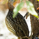 Francolin à double éperon