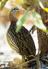 Francolin à double éperon