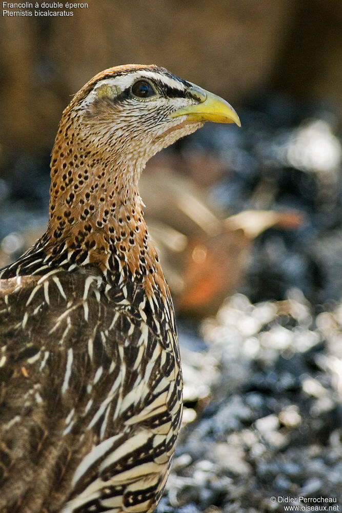 Double-spurred Francolin