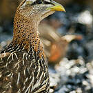 Francolin à double éperon