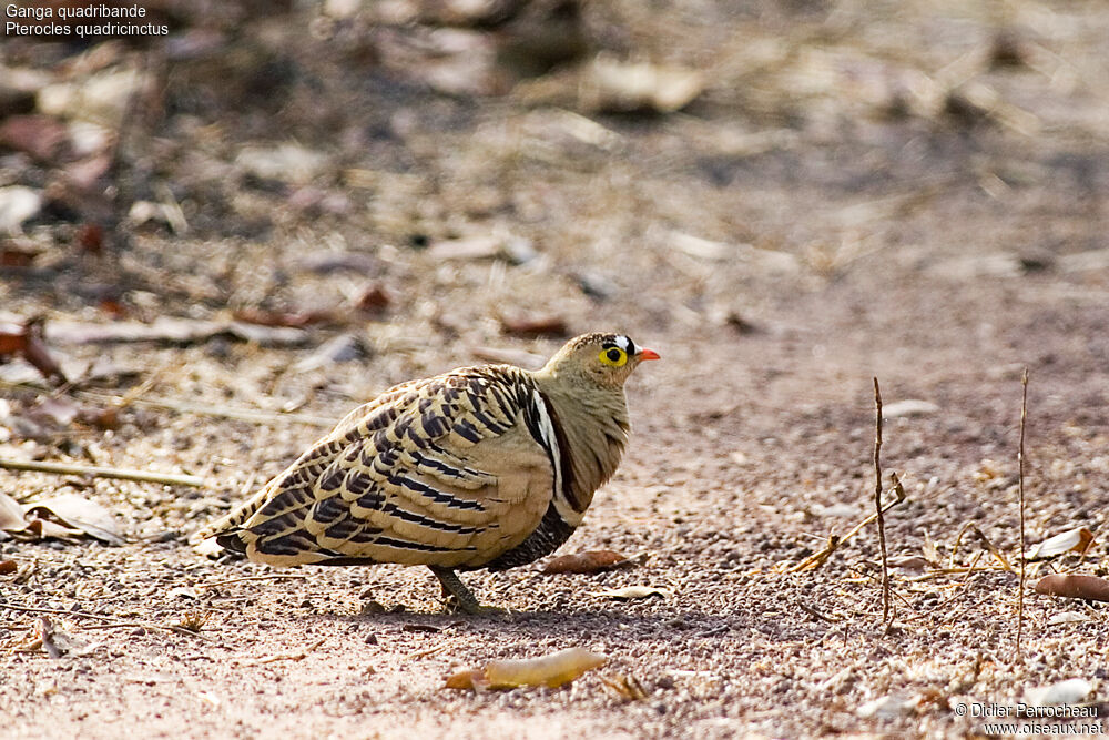 Four-banded Sandgrouse male adult