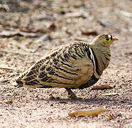 Four-banded Sandgrouse