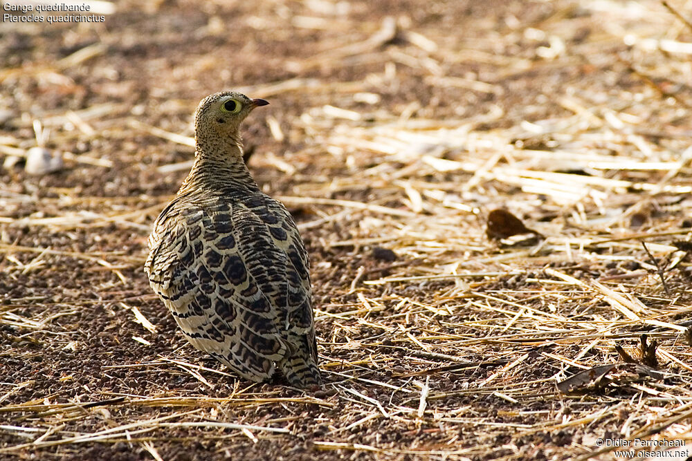 Four-banded Sandgrouse female adult