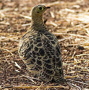 Four-banded Sandgrouse