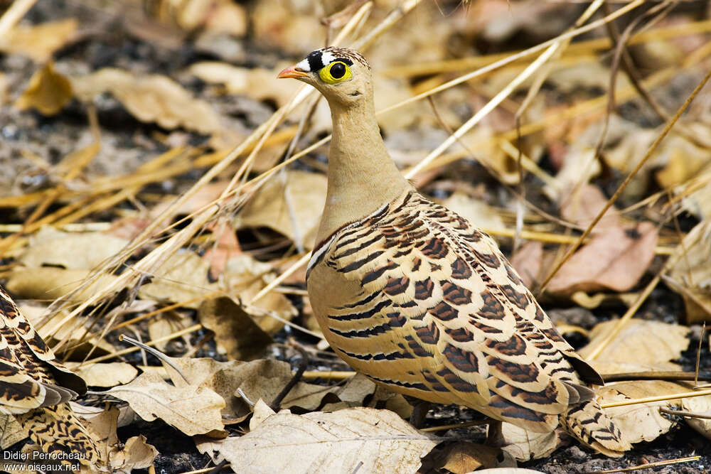 Four-banded Sandgrouse male adult