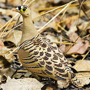 Four-banded Sandgrouse