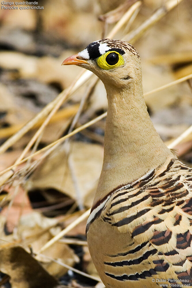 Four-banded Sandgrouse male adult