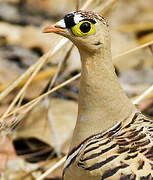 Four-banded Sandgrouse