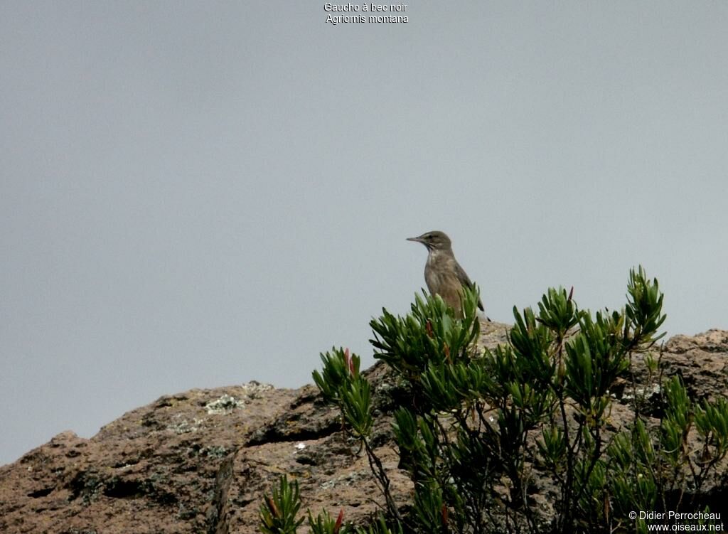 Black-billed Shrike-Tyrantimmature