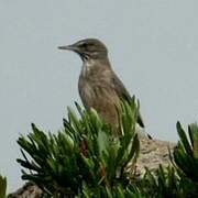 Black-billed Shrike-Tyrant