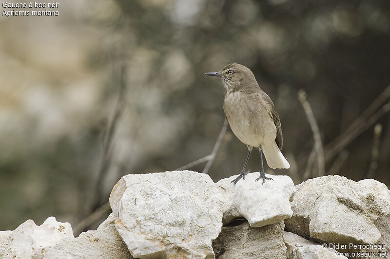 Black-billed Shrike-Tyrantadult, identification