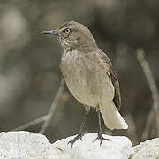 Black-billed Shrike-Tyrant