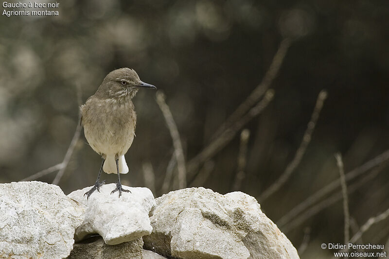 Black-billed Shrike-Tyrant, identification