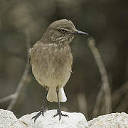 Black-billed Shrike-Tyrant