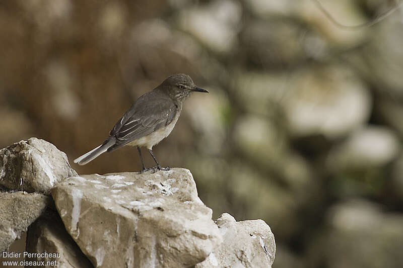 Black-billed Shrike-Tyrantadult, habitat, pigmentation