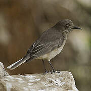 Black-billed Shrike-Tyrant