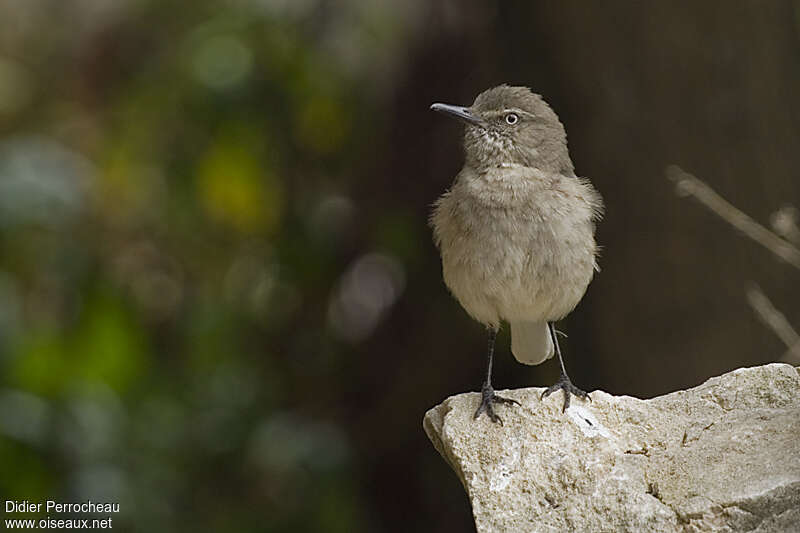 Black-billed Shrike-Tyrantadult, close-up portrait, pigmentation