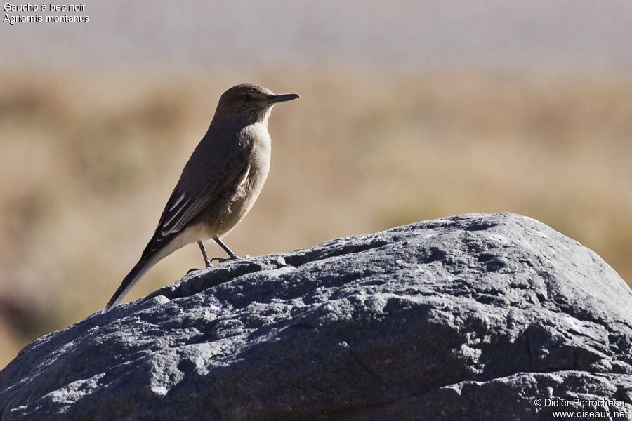 Black-billed Shrike-Tyrant