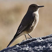 Black-billed Shrike-Tyrant