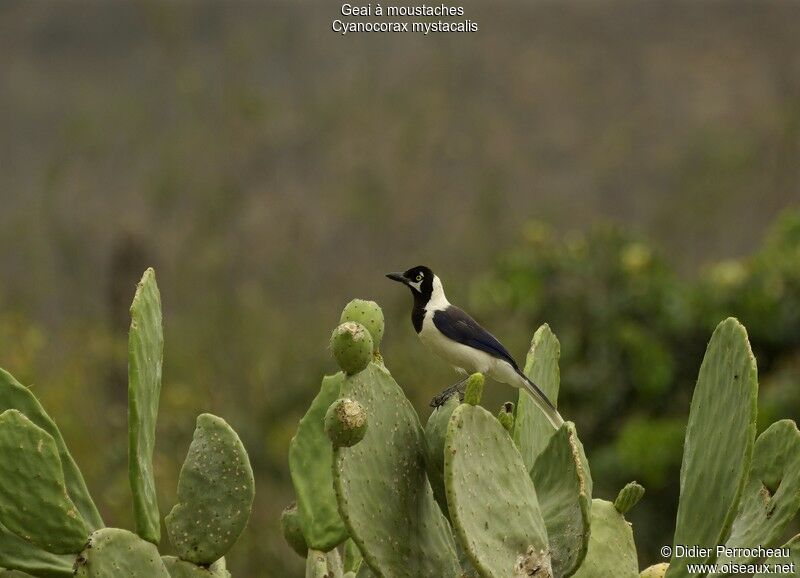 White-tailed Jay