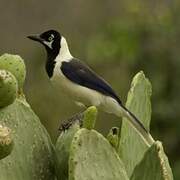 White-tailed Jay