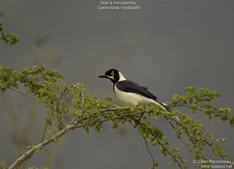 White-tailed Jay