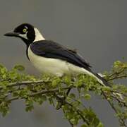 White-tailed Jay