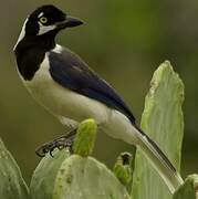 White-tailed Jay